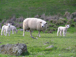 Brebie Texel avec ses agneaux, (Australie)